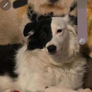Lost Dog Sally from the south