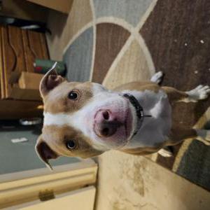 Found Dog Unknown