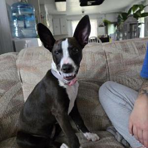 Lost Dog Lily