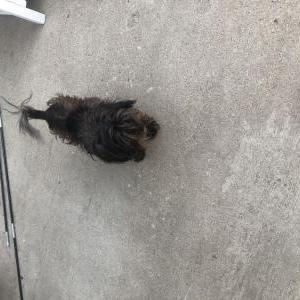 Lost Dog Lollipop