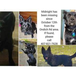 Image of Midnight, Lost Dog