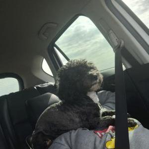 Lost Dog Cash