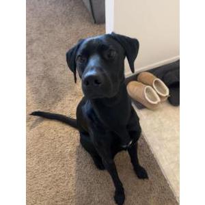 Lost Dog Zeus