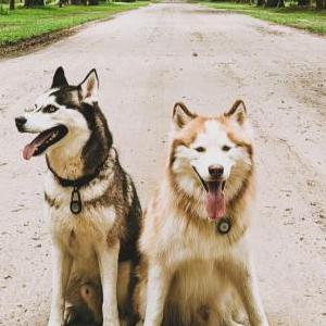 Lost Dog Aeko and Rio