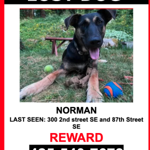 Image of Norman, Lost Dog