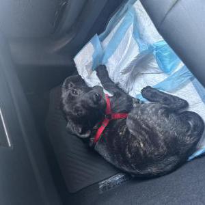 Lost Dog Ivette