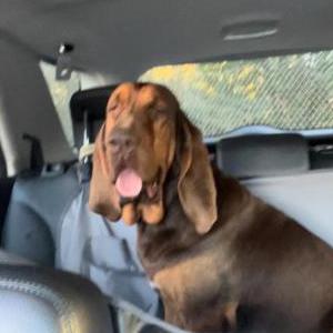 Lost Dog Bonnie