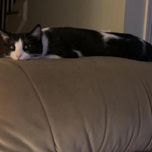 Image of Bandit, Lost Cat