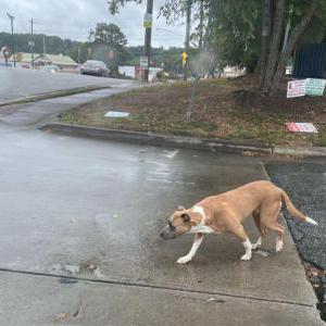Lost Dog Butta
