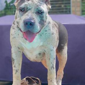 Lost Dog Brooklyn