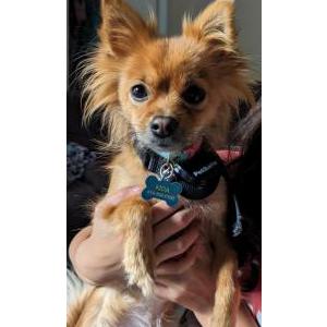 Lost Dog Kida