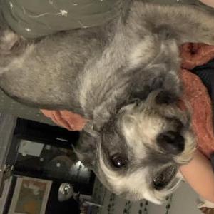 Image of Toby, Lost Dog