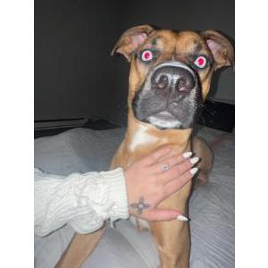 Image of Kilo, Lost Dog