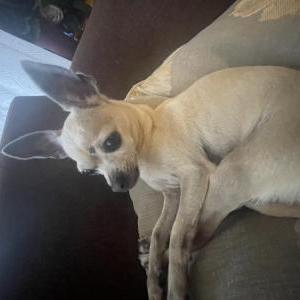 Lost Dog Morusa