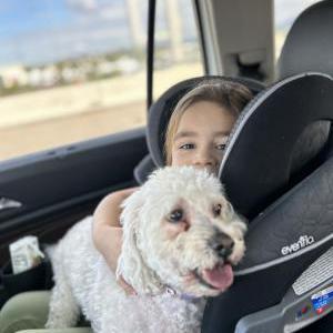 Lost Dog Ace