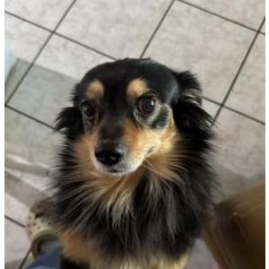 Lost Dog PEPE
