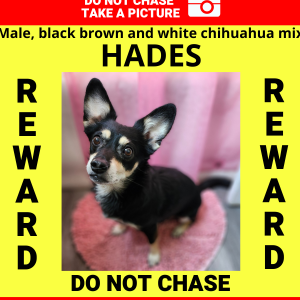 Lost Dog Hades