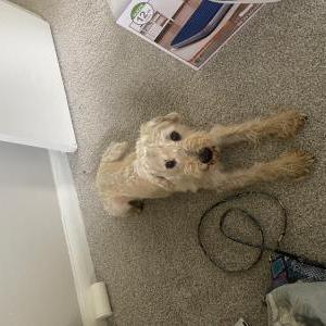 Image of Jack Jack, Lost Dog
