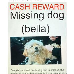 Lost Dog Bella