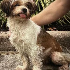 Found Dog Unknown