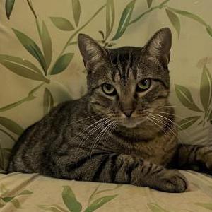 Image of Kallie, Lost Cat