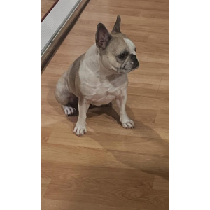 Lost Dog Mocha