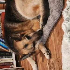 Image of Unknown, Found Dog