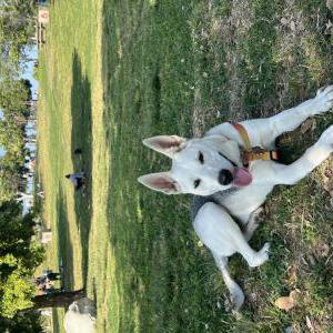 Lost Dog Niña