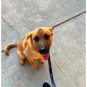 Lost Dog REX