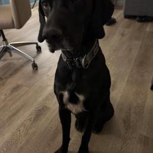 Lost Dog Loki