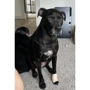 Lost Dog Floyd