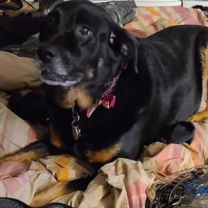 Image of buttons, Lost Dog