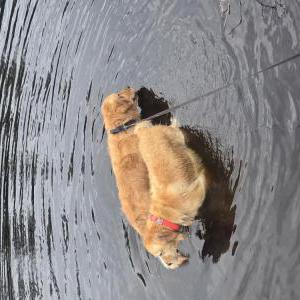 Found Dog Golden Retrieves x2