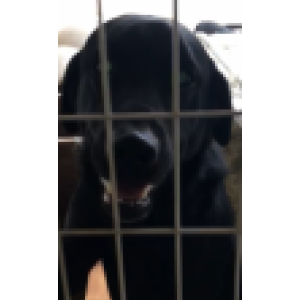 Lost Dog Jovie