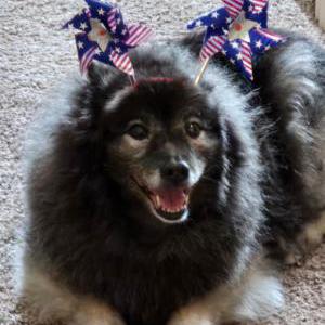 Lost Dog MISIA Pronounced Misha