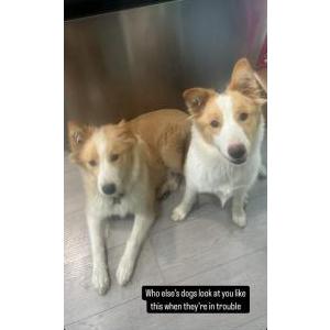 Lost Dog Copper and Champion