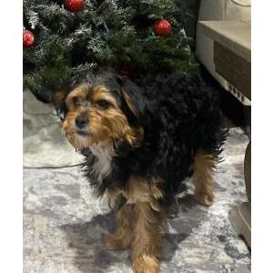 Lost Dog Teddy