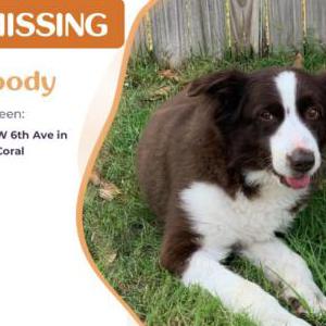 Lost Dog Woody
