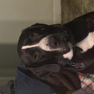Lost Dog Ozzie