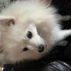 Lost Dog Po