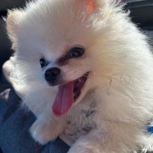 Lost Dog Bruno