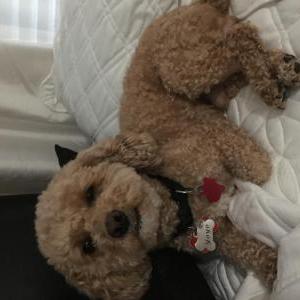 Lost Dog Yoyo(JoJo)