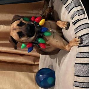 Lost Dog Phoenix