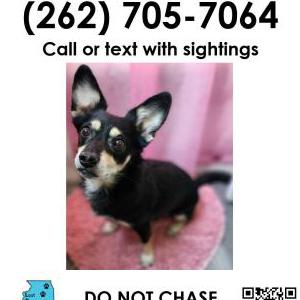 Lost Dog Hades