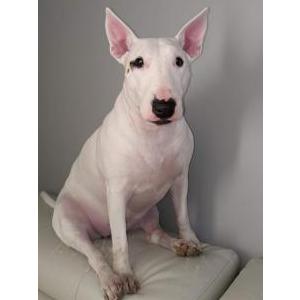 Image of Ellie, Lost Dog