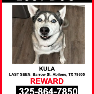 Lost Dog Kula