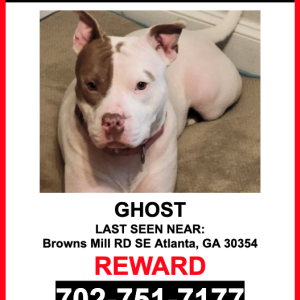 Lost Dog GHOST