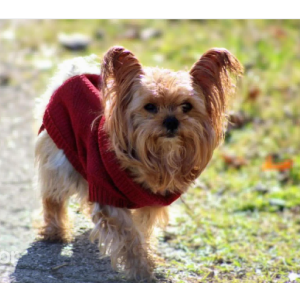 Image of Cowboy, Lost Dog