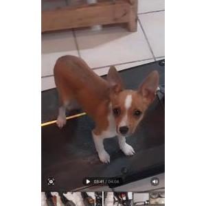Lost Dog (LJ) Lucy Jr.