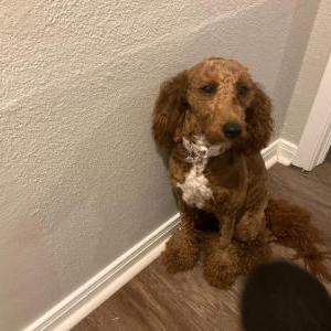 Lost Dog N/a